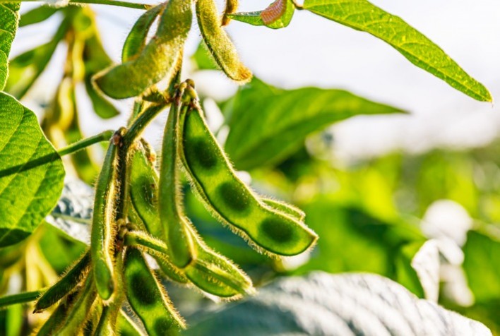 Sete dicas para melhorar o uso do potássio na soja