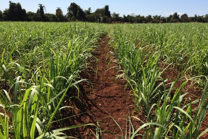 3 razões para substituir adubações nitrogenadas na cana