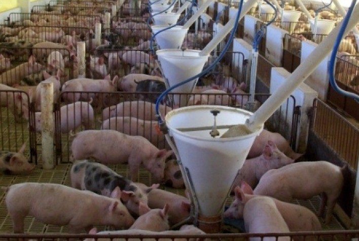 Suinocultura de MS cresce acima da média nacional e amplia produção com biossegurança e sustentabilidade