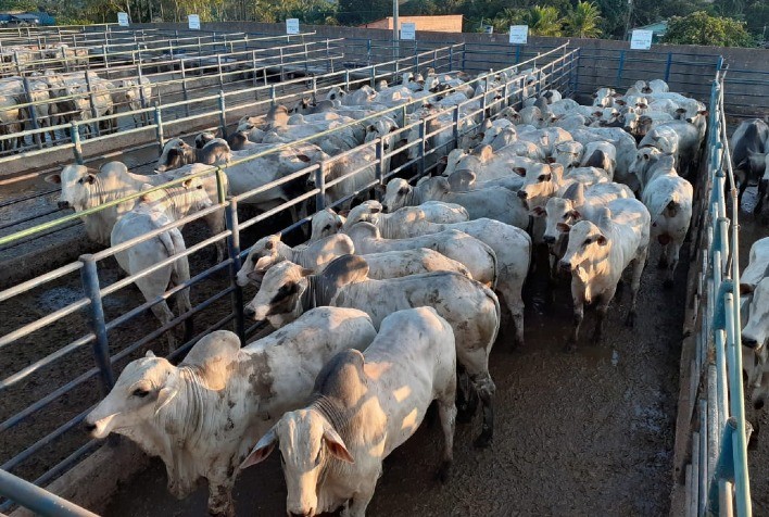 Circuito Nelore de Qualidade avalia 378 animais em Porto Velho (RO)