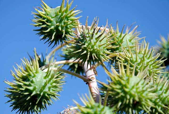 Mato Grosso terá zoneamento agrícola para a cultura da mamona