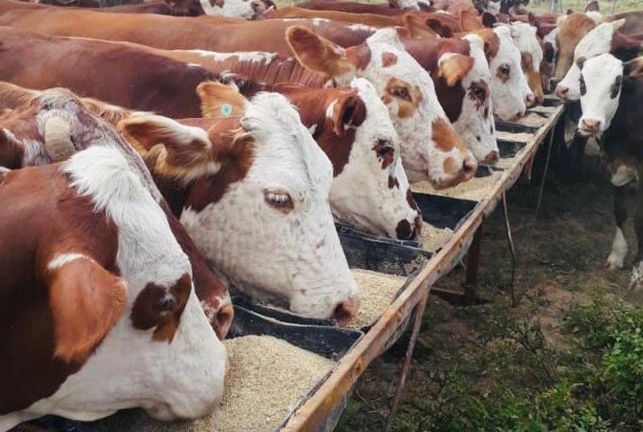 Assessoria de Comunicação da Associação Brasileira de Hereford e Braford (ABHB)