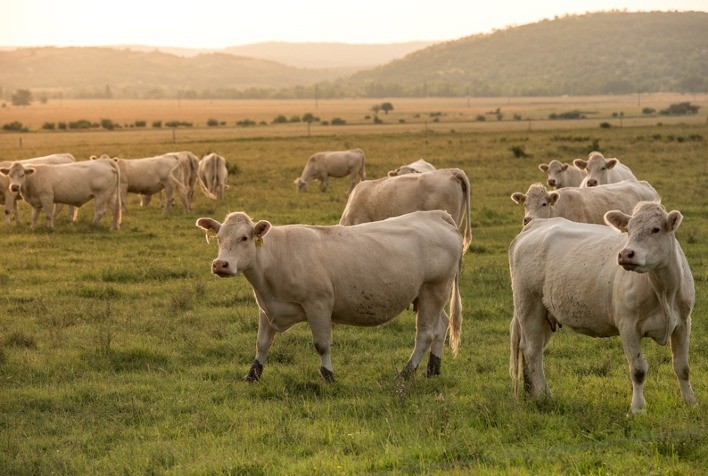 Burger King® anuncia estudo aberto que reduz em 33% a emissão de gás metano de vacas e bois