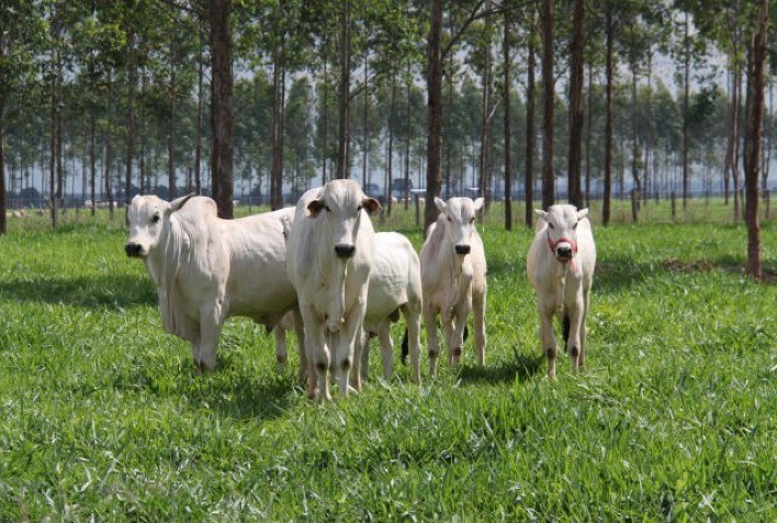 Cotações firmes no mercado do boi gordo