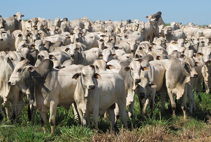 Minas Gerais: mercado de reposição em alta