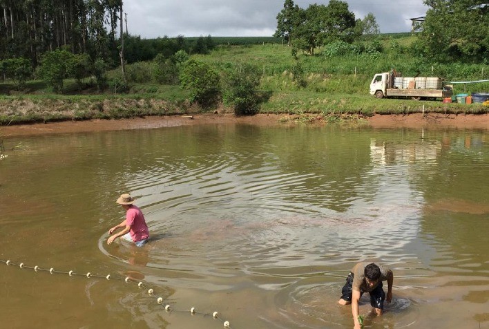 Piscicultores ampliam produção em Santa Catarina