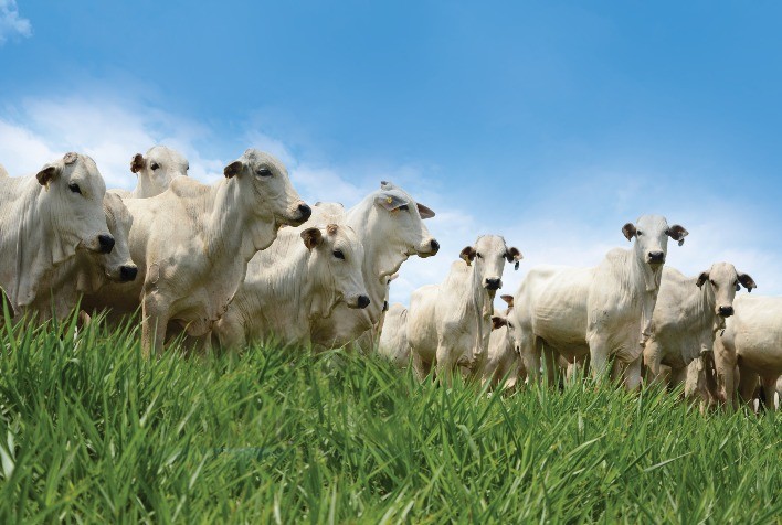 Como sua pastagem impacta no aumento da produtividade animal?