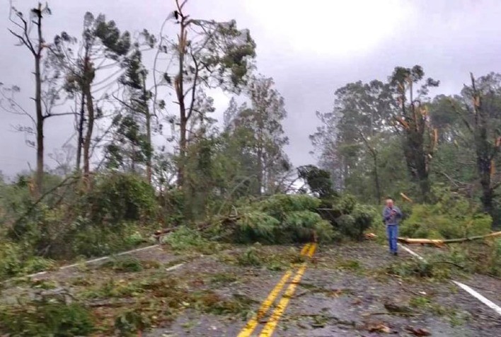MEIO AMBIENTE: Produtores rurais catarinenses podem usar madeira de árvores derrubadas pelo ciclone