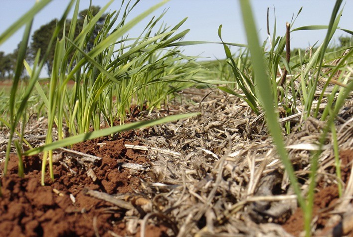Chuvas no RS atrapalharam plantio do trigo na reta final