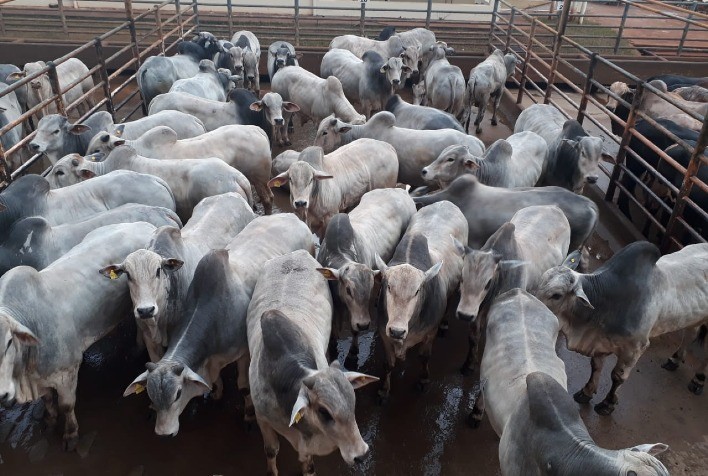 Circuito Nelore de Qualidade deve avaliar 1.200 animais em Diamantino (MT)