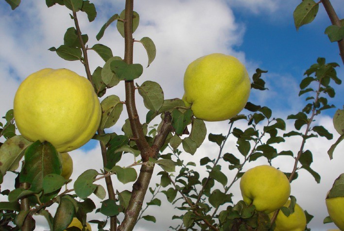 Produção de marmelo e amora preta será tema do primeiro Frutificaminas on-line