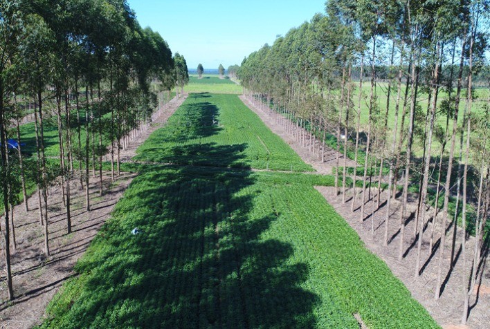 ILPF promove intensificação agropecuária sustentável