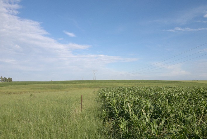 Método de controle do capim-annoni consegue aumentar produtividade da pecuária no campo