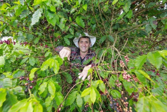 COAMO: Café Coamo, do campo à industrialização
