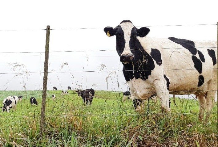 MSD Saúde Animal lança hormônio indutor de lactação com descarte zero do leite e da carne
