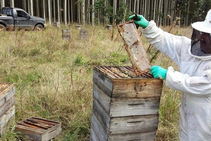 ‘Antes do Colmeia Viva, não havia acompanhamento sobre os incidentes com mortalidade de abelhas’