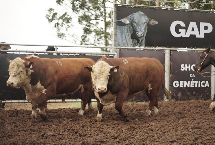 Associados da Conexão Delta G se destacam entre os maiores vendedores de touros  Seis criatórios que fazem parte da entidade figuram entre os 50 maiores comerciantes de taurinos do país