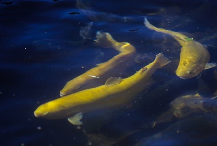 Instituto de Pesca realiza pesquisas em biotecnologia que pode viabilizar produção de salmão no Brasil