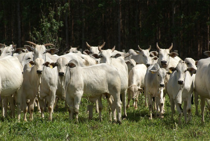 Pará: oferta restrita de animais para reposição