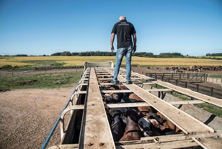 Santa Catarina mantém proibição de entrada de bovinos vindos de outros estados