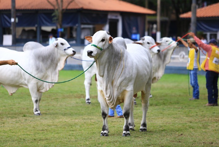 Nelore cria ação para valorização da raça e da pecuária brasileira