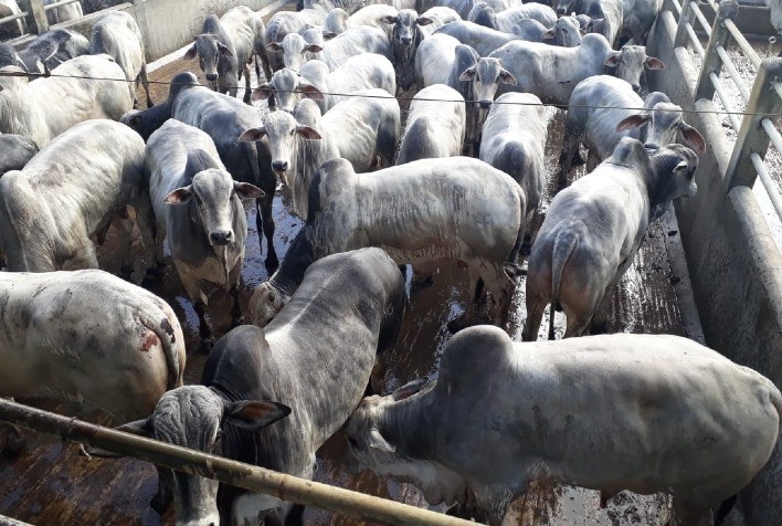 Escalas de abate apertadas
