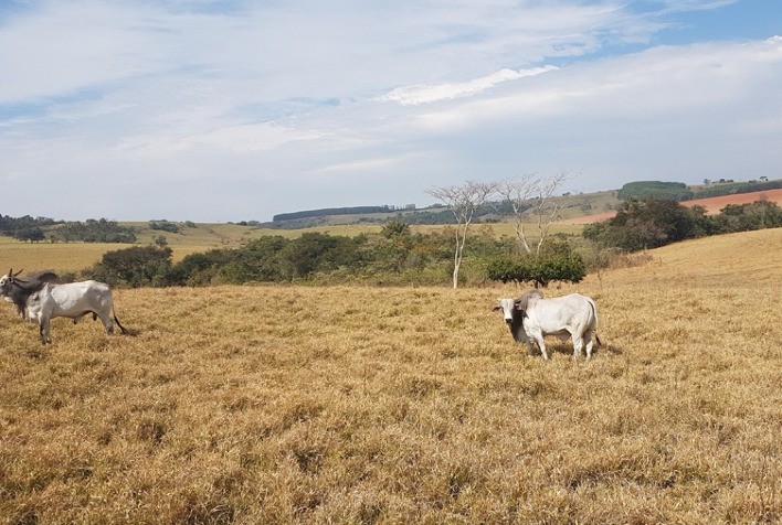 Manejo Nutricional é a Chave para o Período Seco do Ano