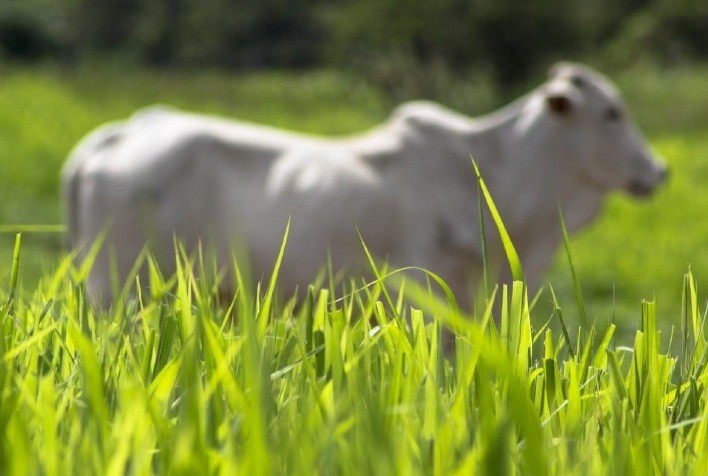 Webinar gratuito da Elanco debate produção de forragens no início das águas