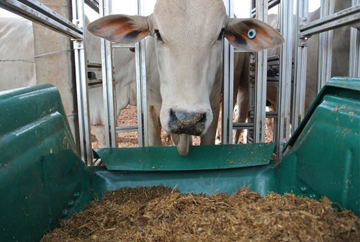 Adoção da suplementação animal deve ser planejada e criteriosa