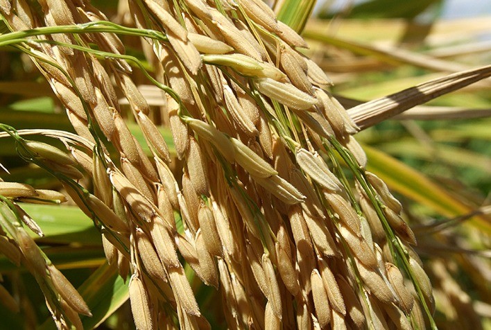 RS: mais de 8 mil pessoas recebem arroz orgânico do Programa de Aquisição de Alimentos