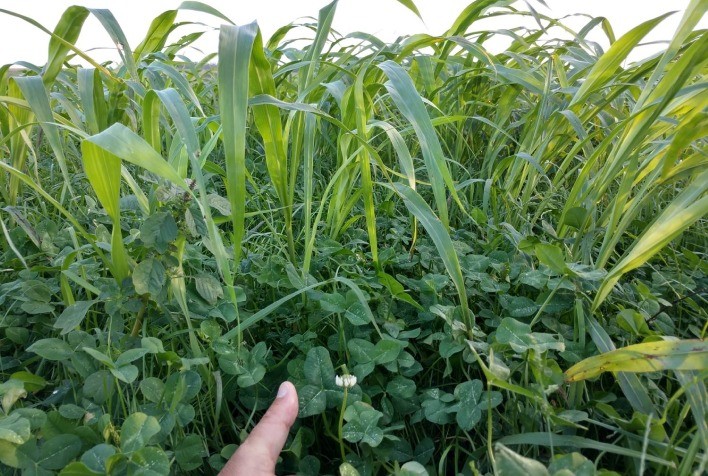 Pasto sobre Pasto garante estabilidade na produção de forragem e minimiza vazios forrageiros