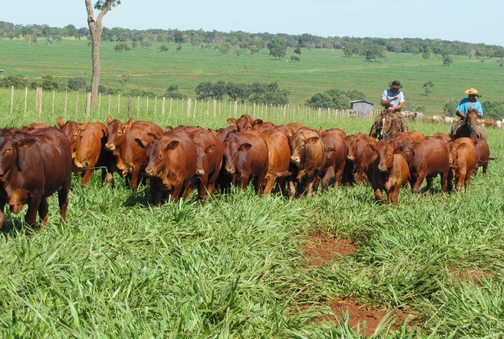Em nove anos, JP Agronegócios aumenta em 20kg peso dos bezerros Montana à desmama