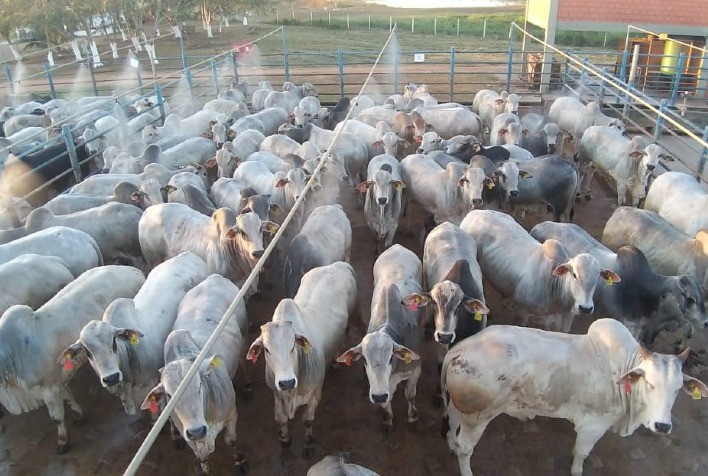 Pecuaristas de Alta Floresta (MT) superam a seca e apresentam animais de destaque no Circuito Nelore