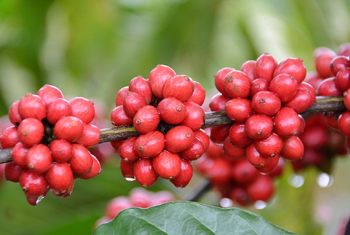 Preço do café no Vietnã sofre com demanda fraca e ampla oferta da Indonésia e Brasil