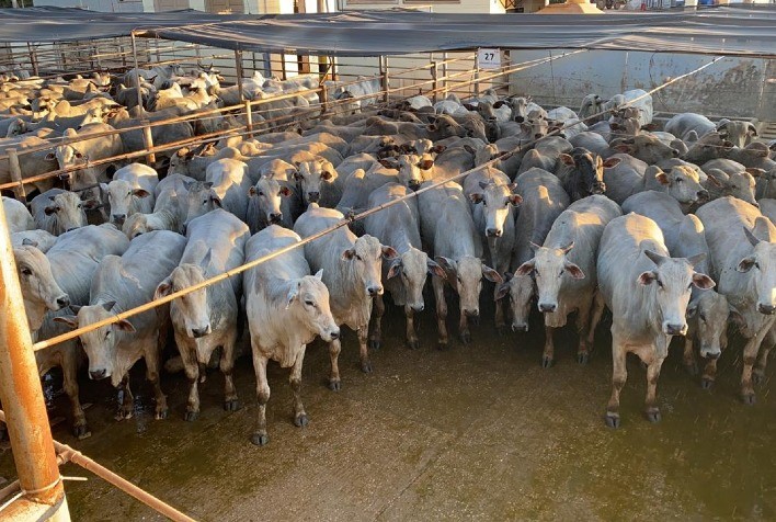 Circuito Nelore já avaliou mais de 5.000 animais em 2020