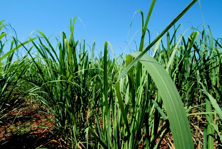 FMC participa da Coopercitrus Expo com foco em soluções tecnológicas