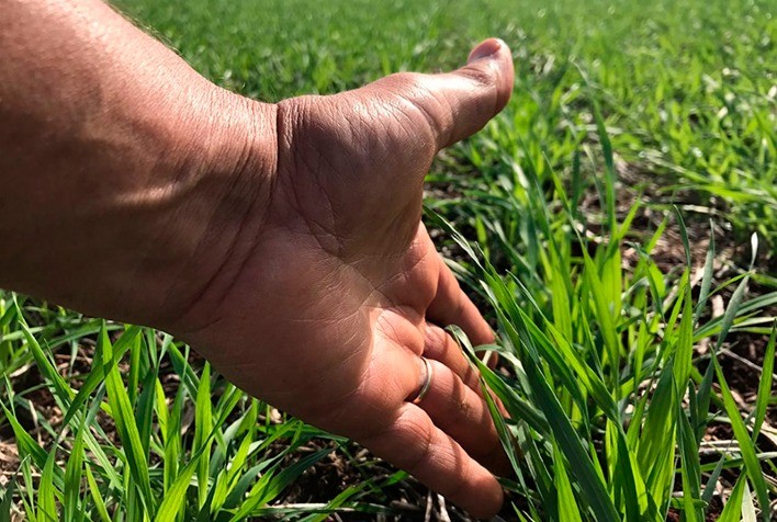 Maior parte das lavouras de trigo tem boas condições no Paraná