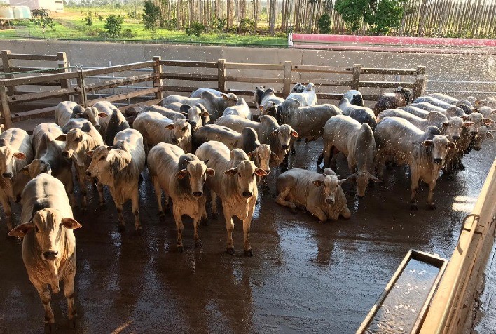 Circuito Nelore de Qualidade chega a 10ª etapa em Goiânia (GO)