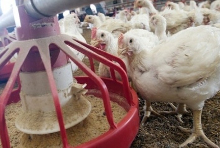 Pesquisadores avaliam efeitos da nutrição com insetos e microalgas na carne de frango