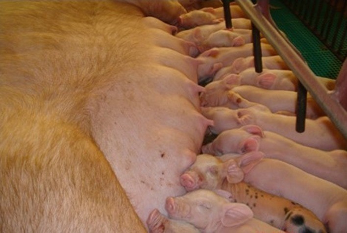Porcas de alta produção demandam cuidados específicos desde o nascimento
