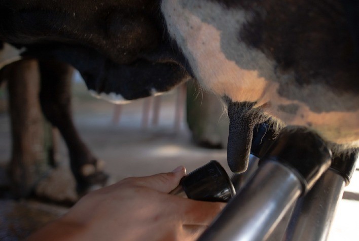 CADEIA LEITEIRA: Produtores e indústria se unem em defesa da igualdade tributária em SC