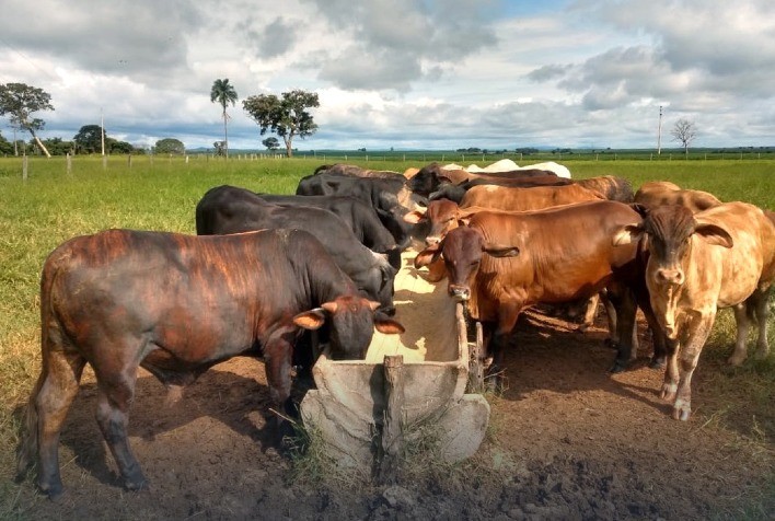 Com suplementação estratégica, Fazenda Matinha em Goiás consegue rápida terminação a pasto e maior lucratividade