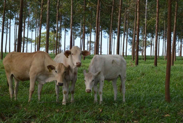 Preços dos animais de reposição subiram, em média, 8,2% em julho