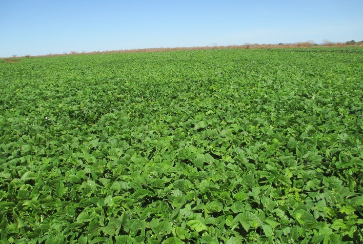 EPAMIG produz semente genética de feijão Ouro Vermelho