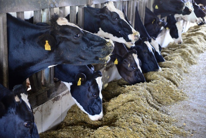 Capacitação da Embrapa orienta como produzir mais carne e leite com menos água