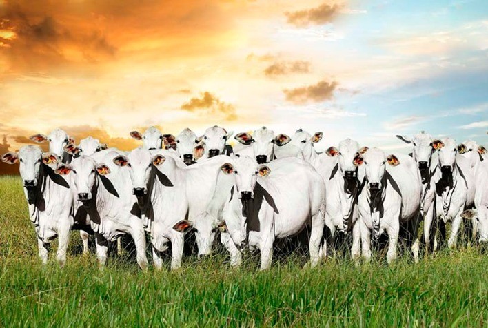 Mercado do boi encerra julho em alta