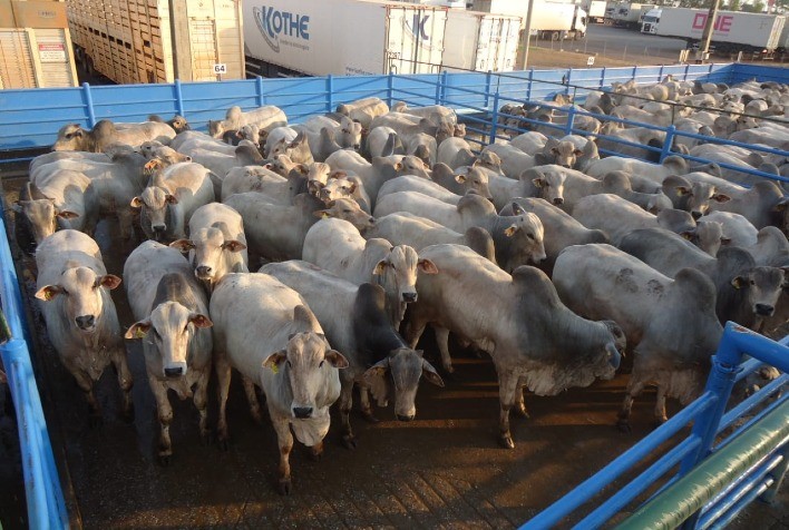 Em Mozarlândia (GO), Circuito Nelore deve avaliar 900 animais