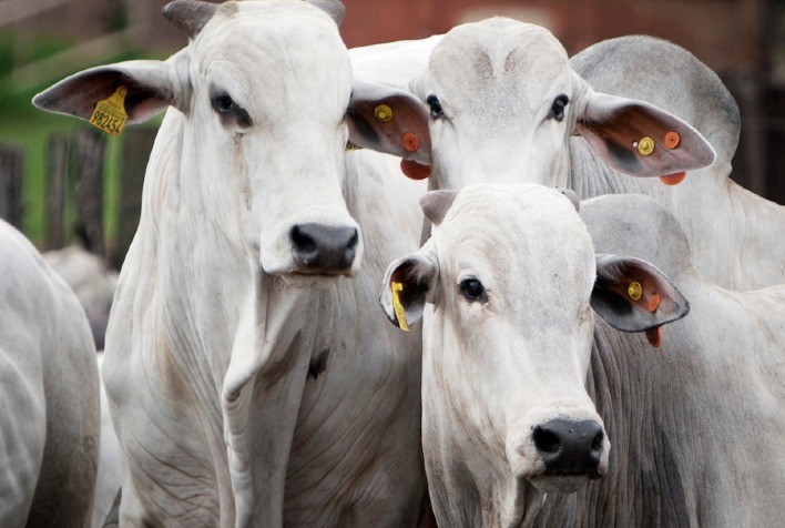 Palestras técnicas são destaques da Trouw Nutrition em evento da Scot Consultoria