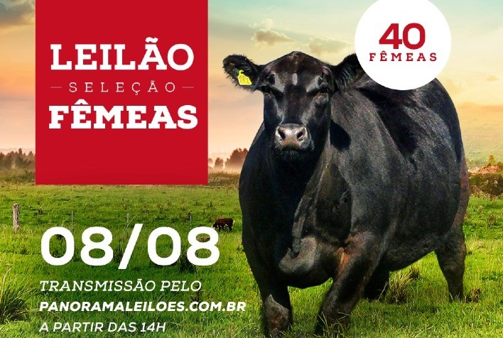 Angus Rio da Paz oferta 50 fêmeas em leilão