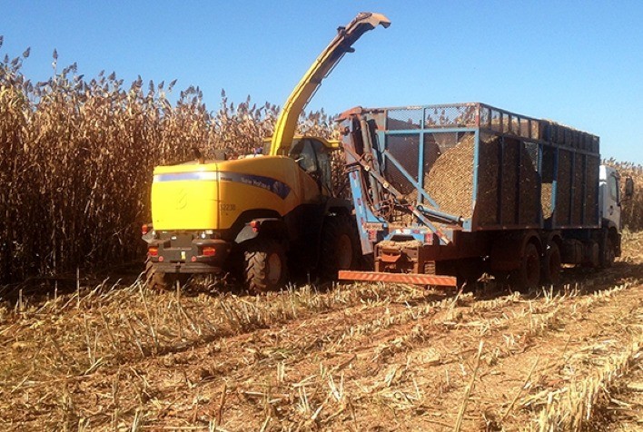Sorgo biomassa BRS 716, da Embrapa, apresenta elevado potencial para a geração de energia